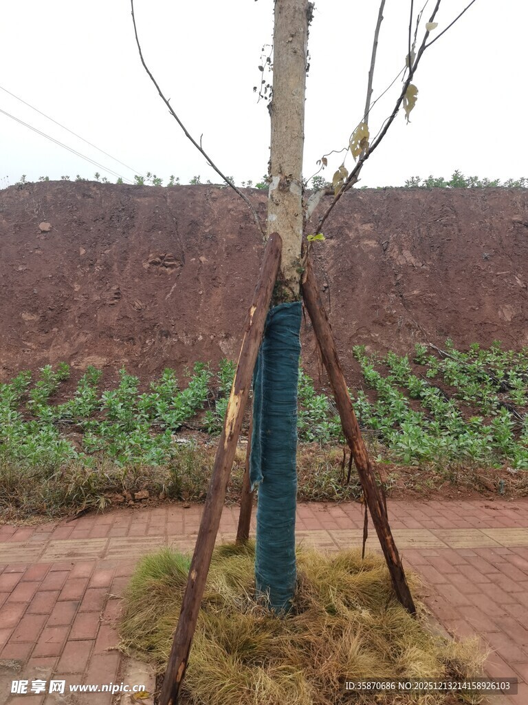 新植树木的支撑保护