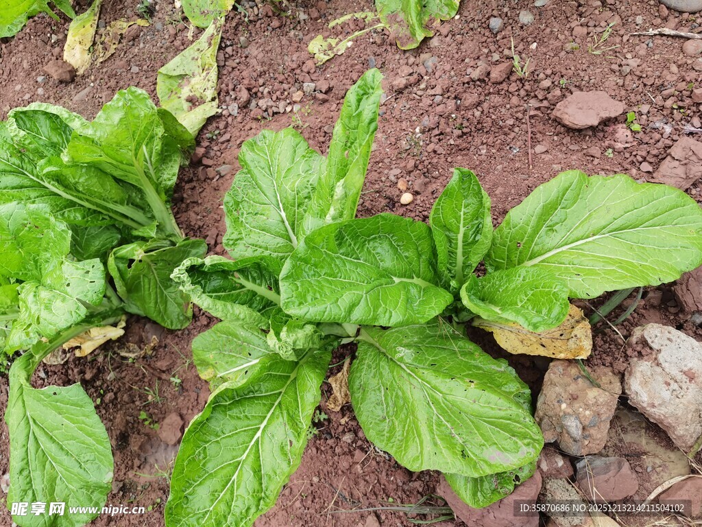 田间嫩绿的新鲜青菜