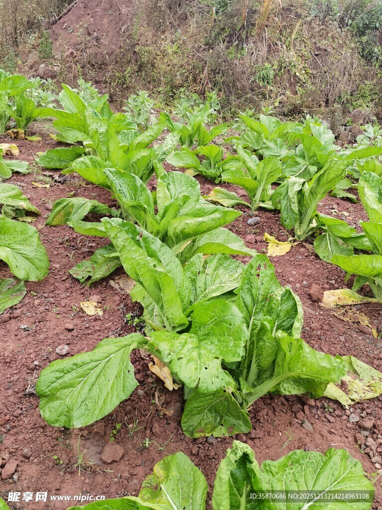田间嫩绿的青菜植株