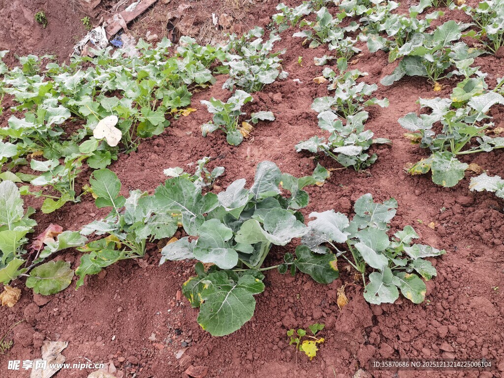 农田中的绿色蔬菜植株