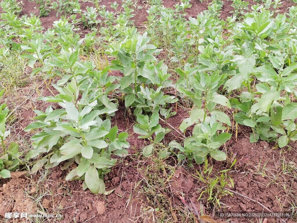 农田中的绿色植物幼苗