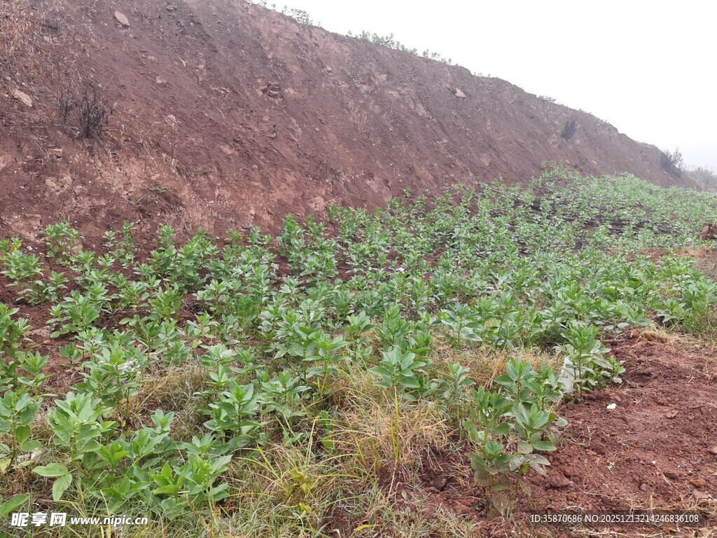 山坡上的绿色植物景观