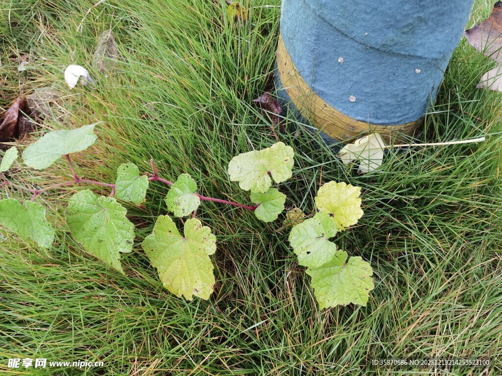 草地上的嫩绿植物
