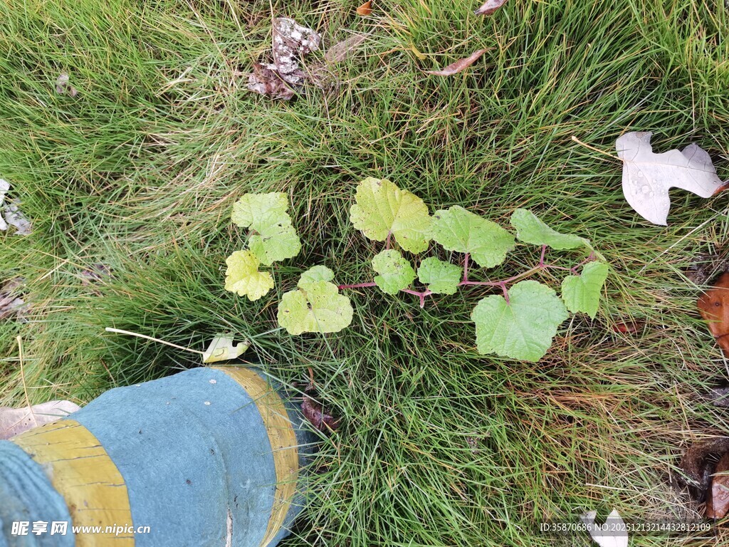 草地上的多彩桶与绿植