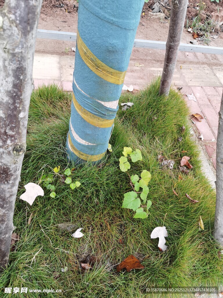 树干旁的绿植与落叶