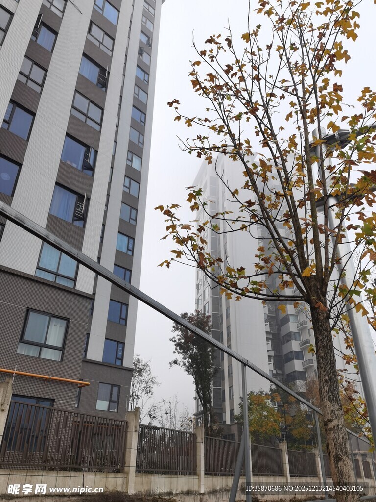 城市高楼旁的树木景象