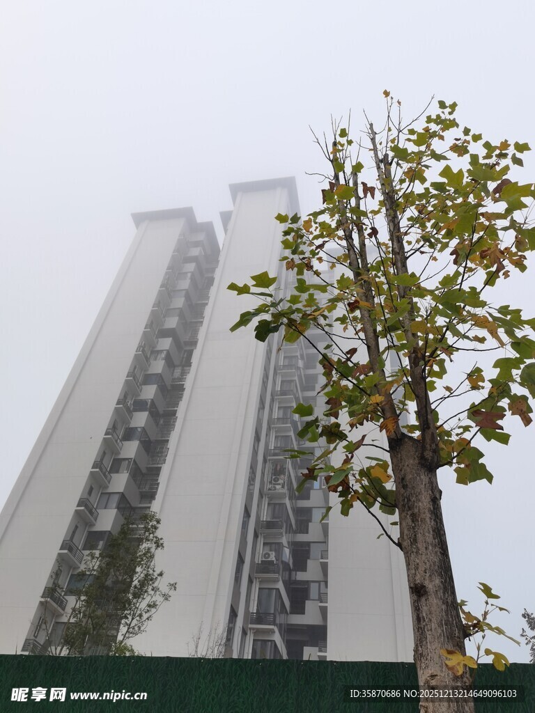 雾中高楼旁的树木