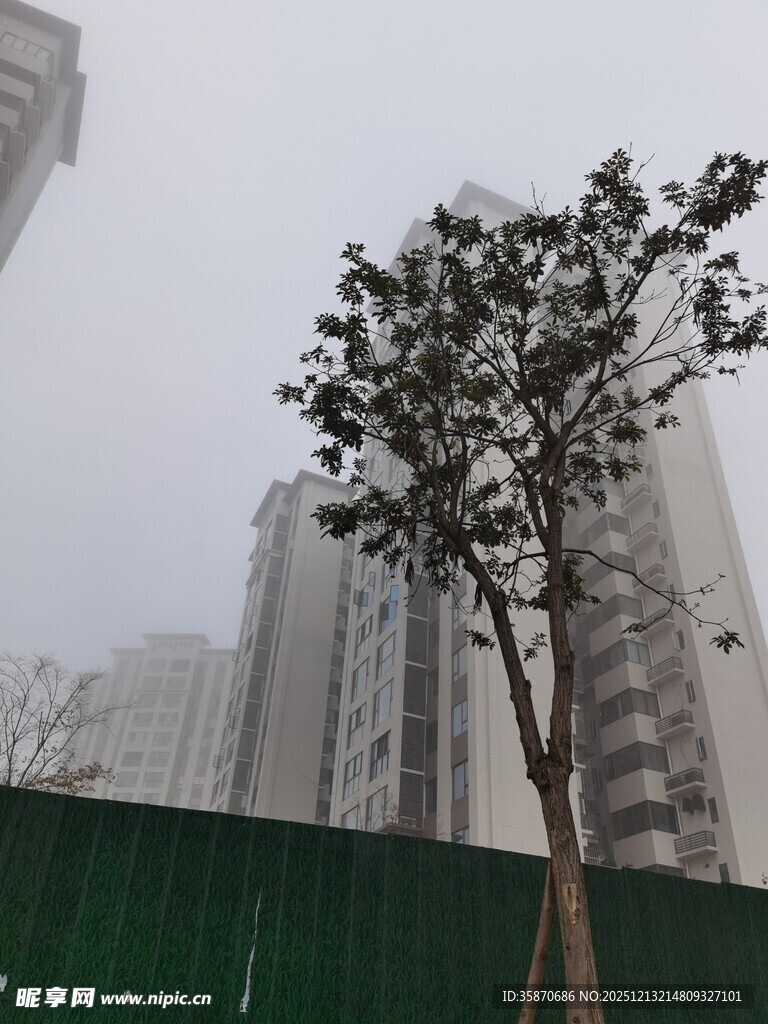雾中孤树与高楼