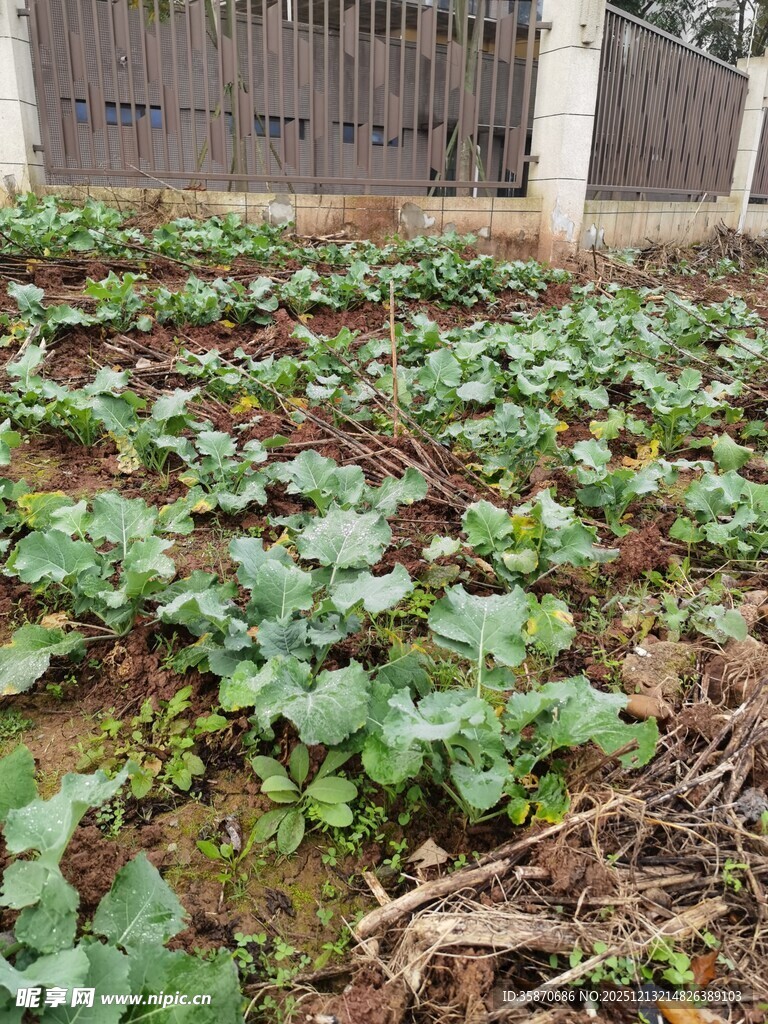 菜园中的绿色蔬菜植株