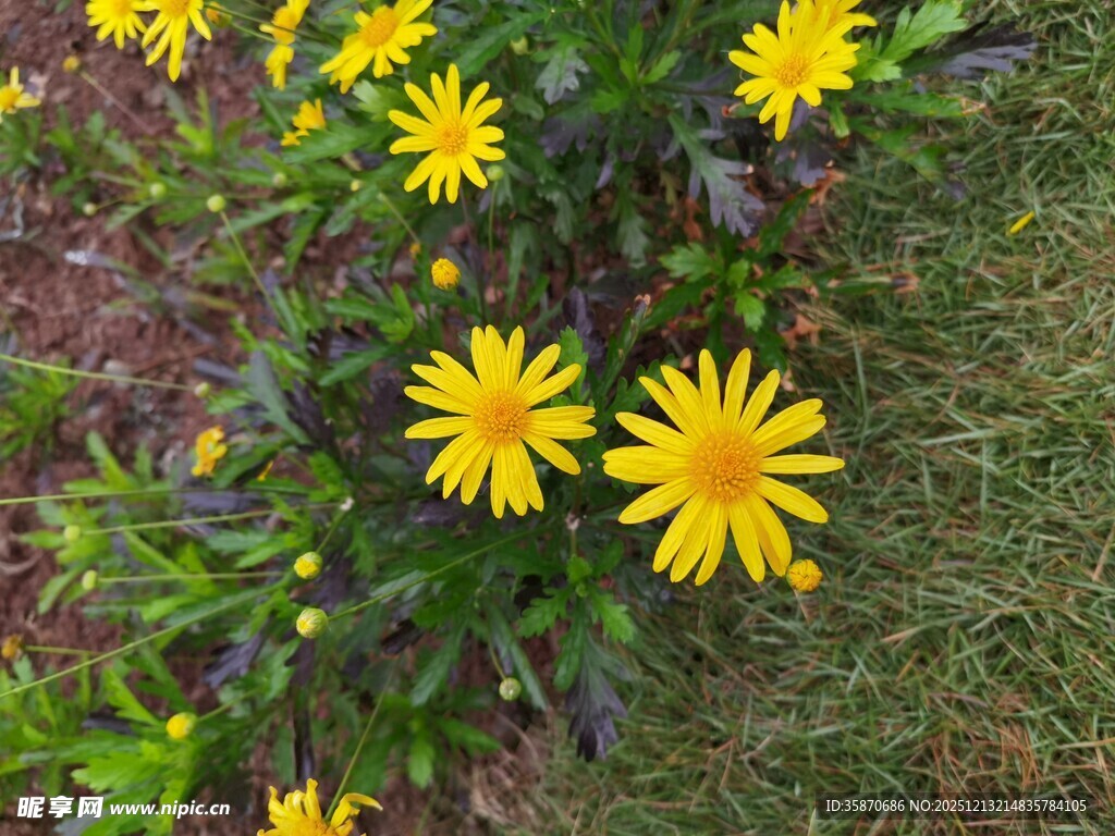 草丛中的黄色小花