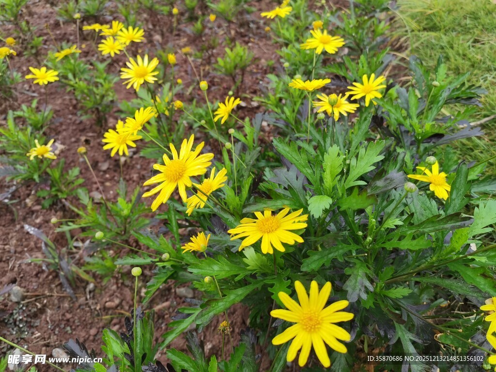 黄色小花绽放于泥土间