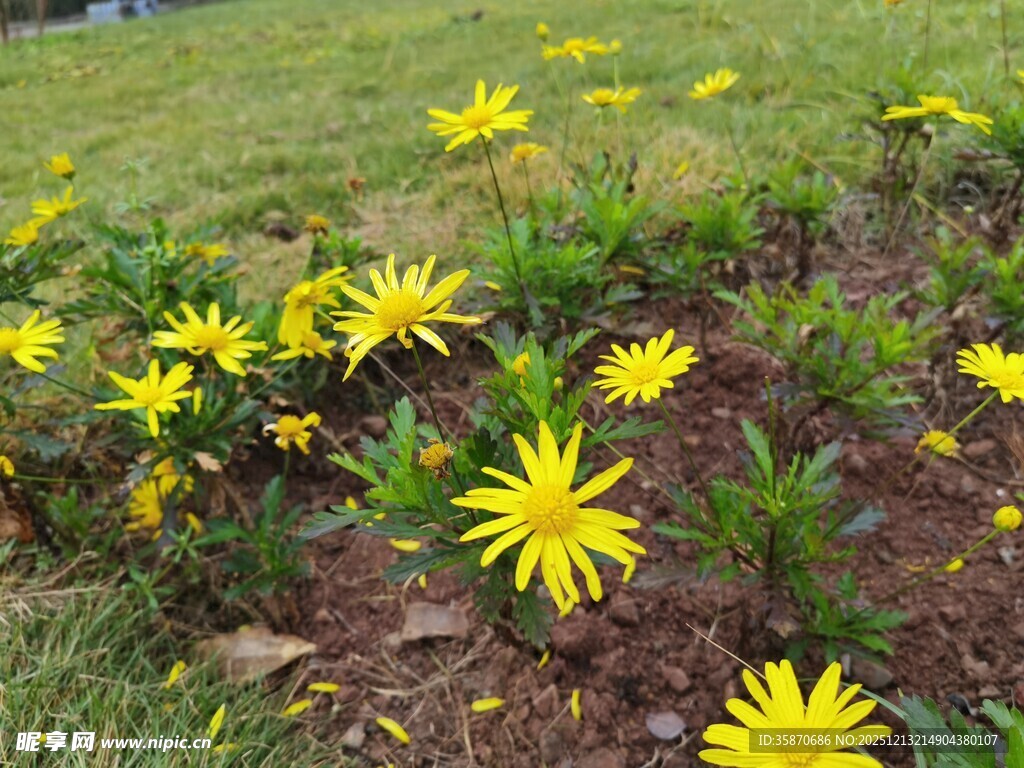 草地上的黄色小花绽放