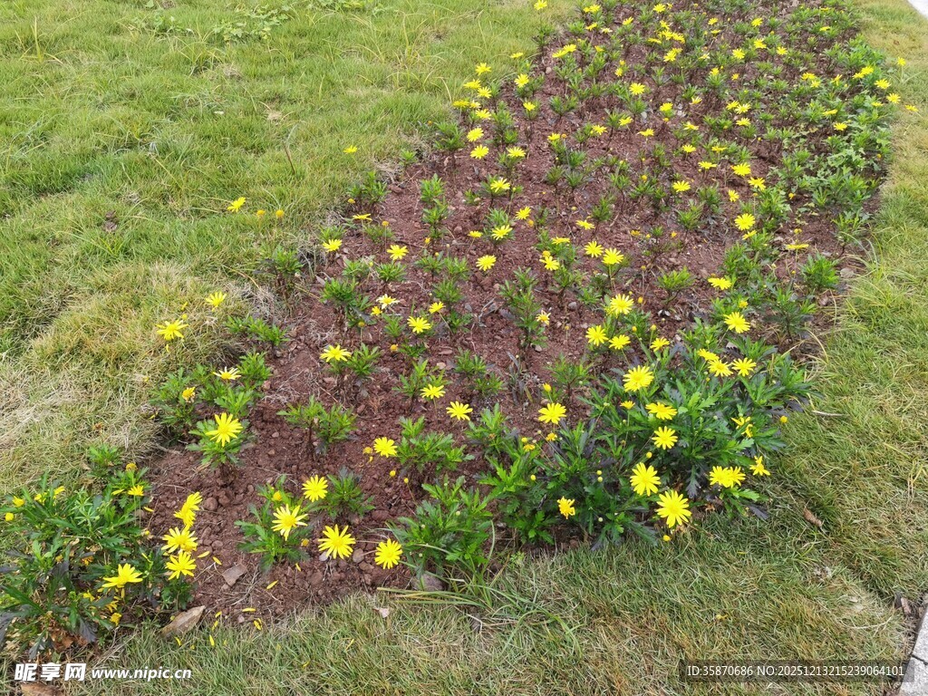 草地边多彩花卉景观