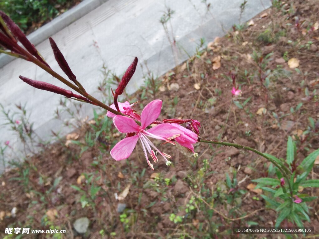 娇艳粉色小花绽放