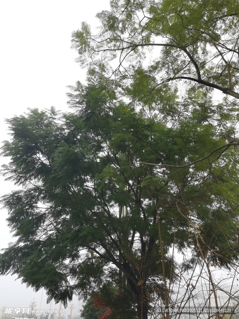 茂盛绿树展现自然生机