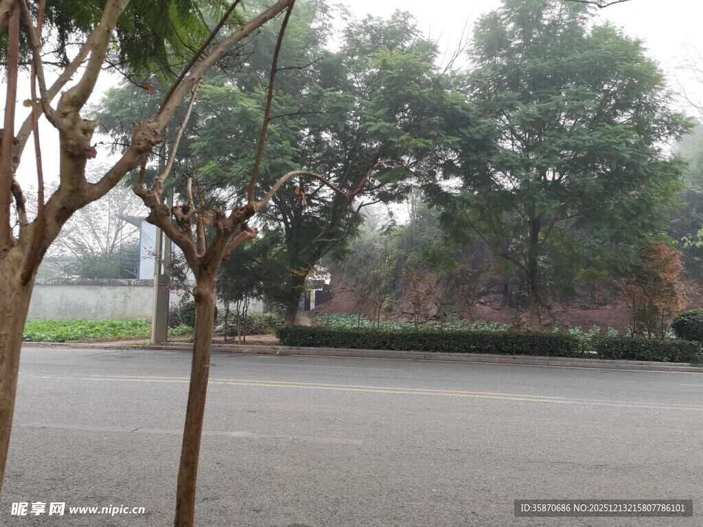 公园空旷场地与树木景观