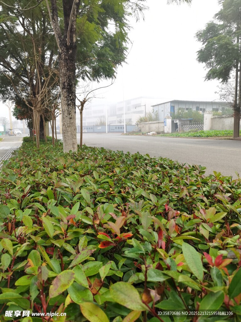 路边繁茂绿植景观