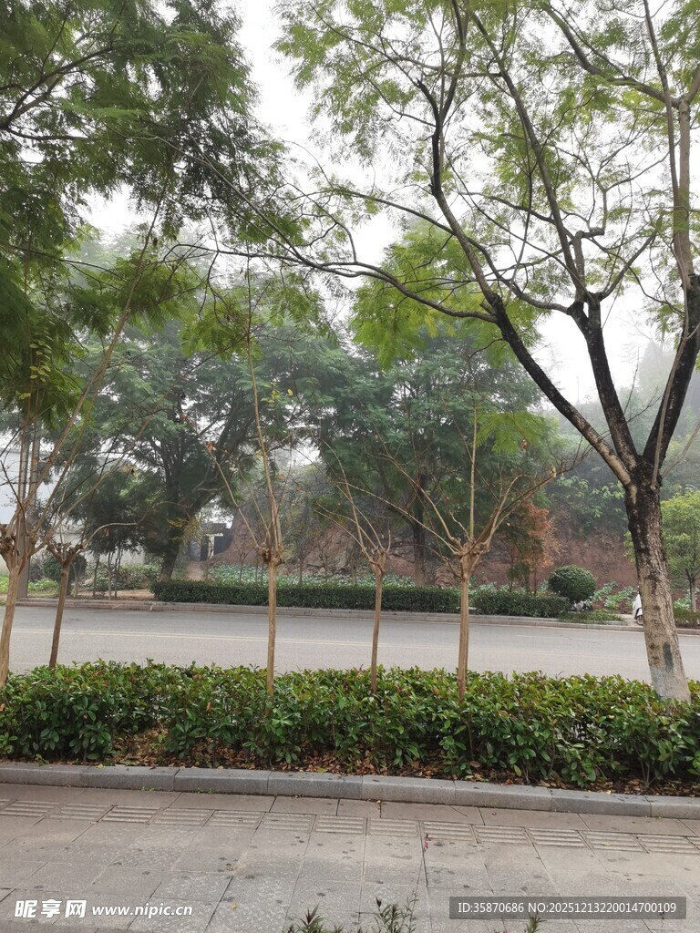 城市街边绿树景观