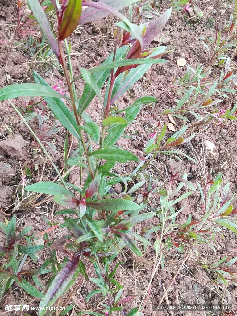 野外生长的绿色植物