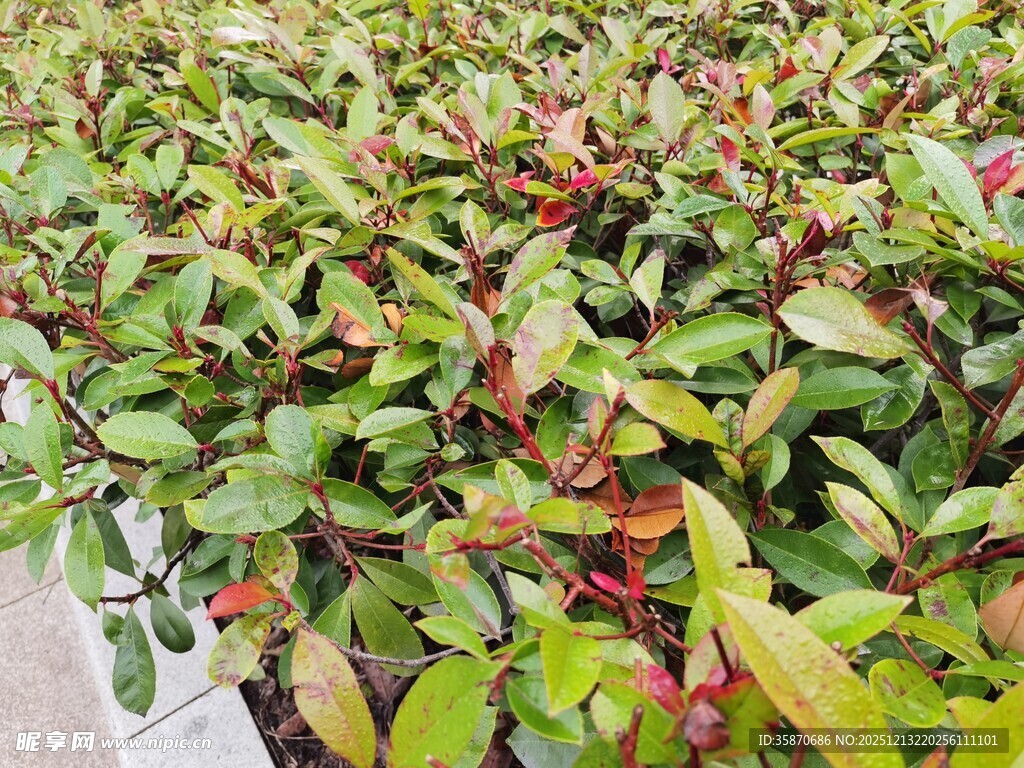 多彩叶片植物景观