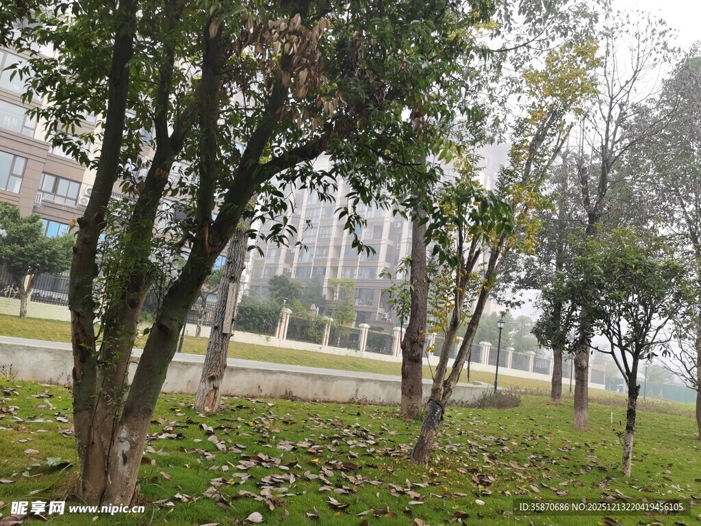 秋日公园树林景致