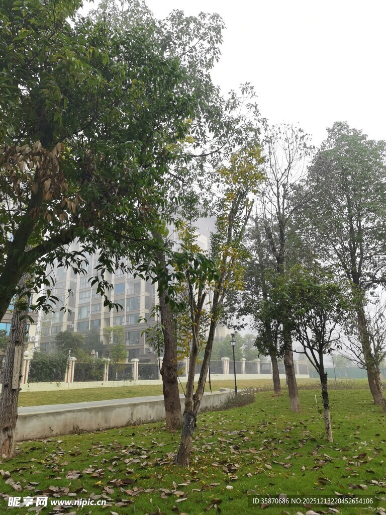 城市中静谧的绿树草地景观