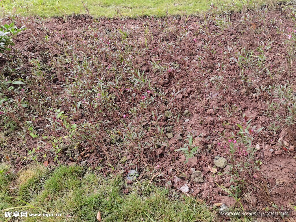 翻耕后的农田绿意初显