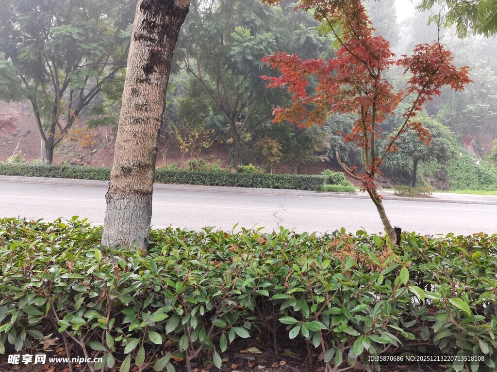 路边绿植与红枫景观