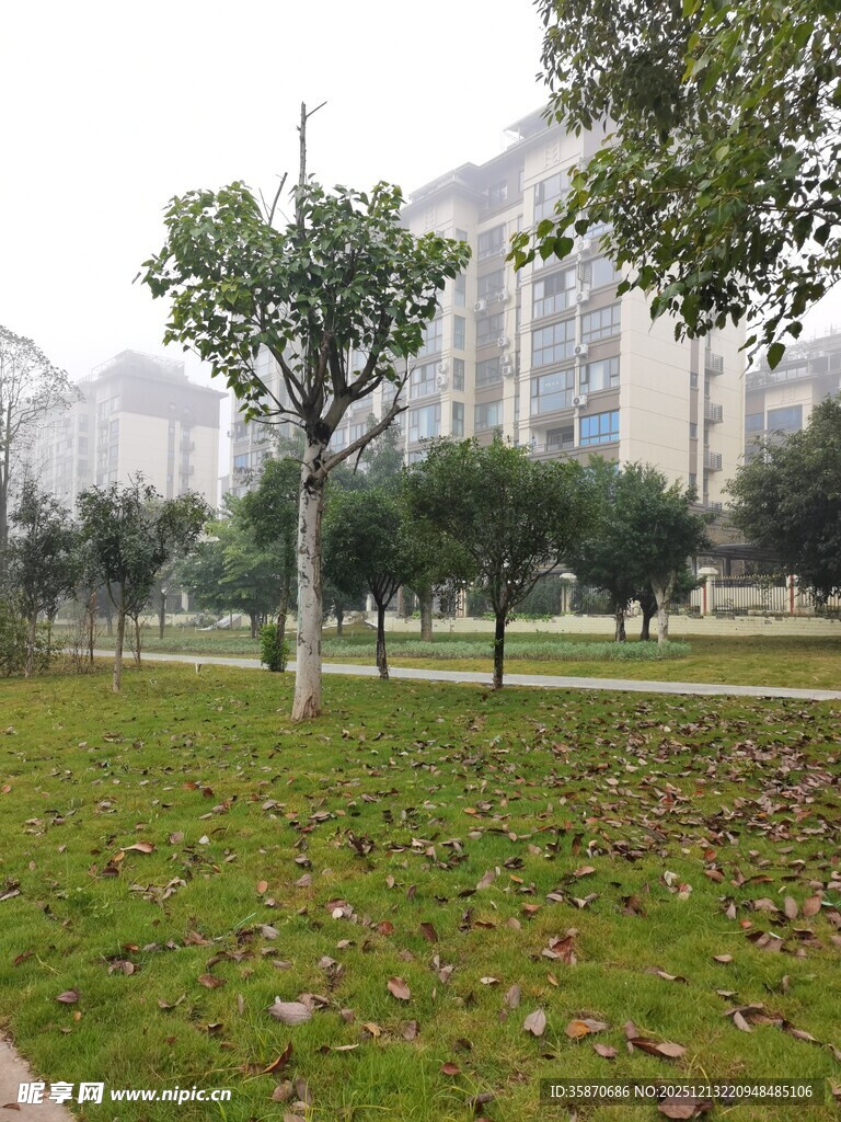 城市中的绿地与树木景观