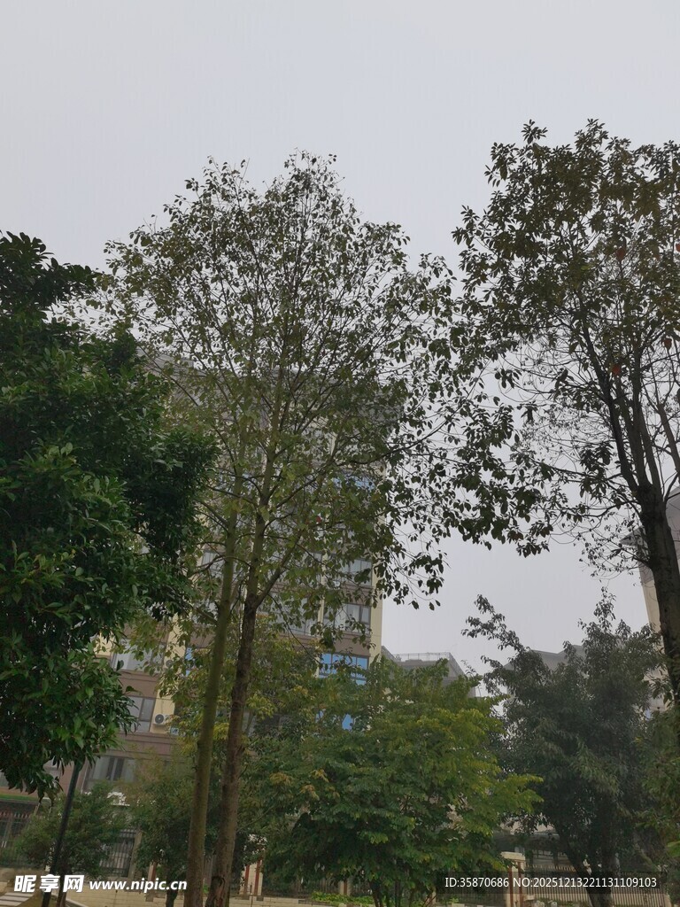 户外葱郁树木景观