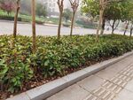 城市路边整齐的绿植景观