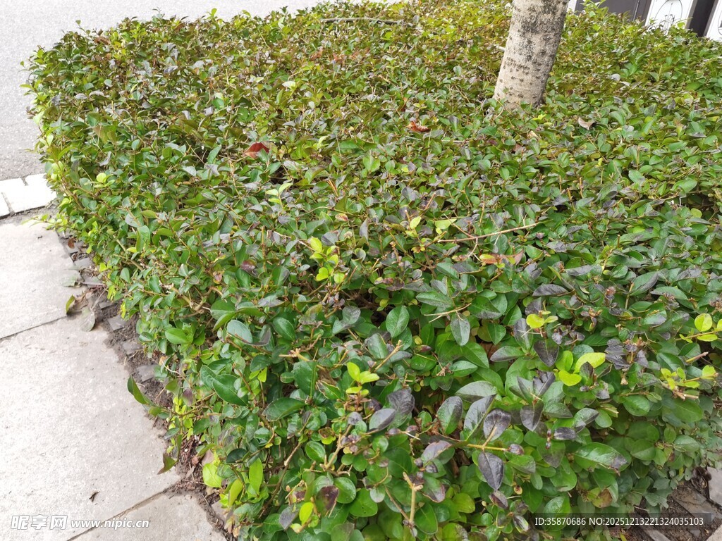 树下繁茂绿植景观