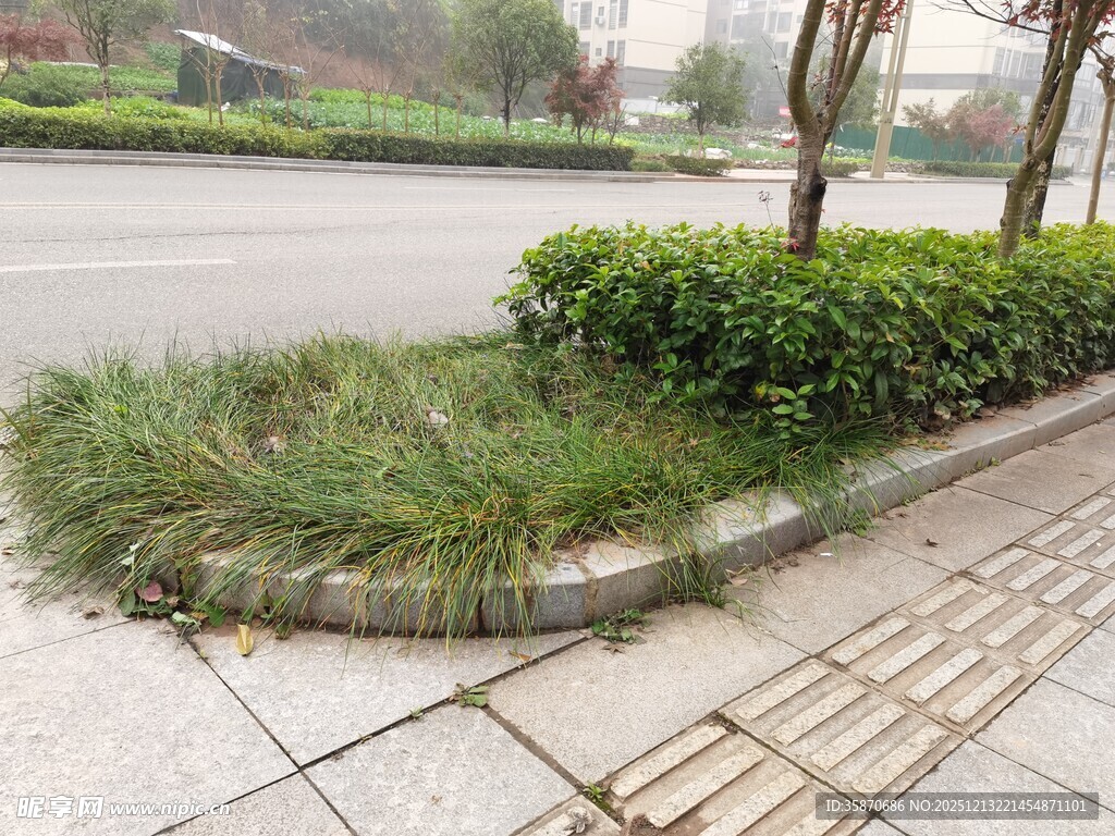 路边绿化带景观
