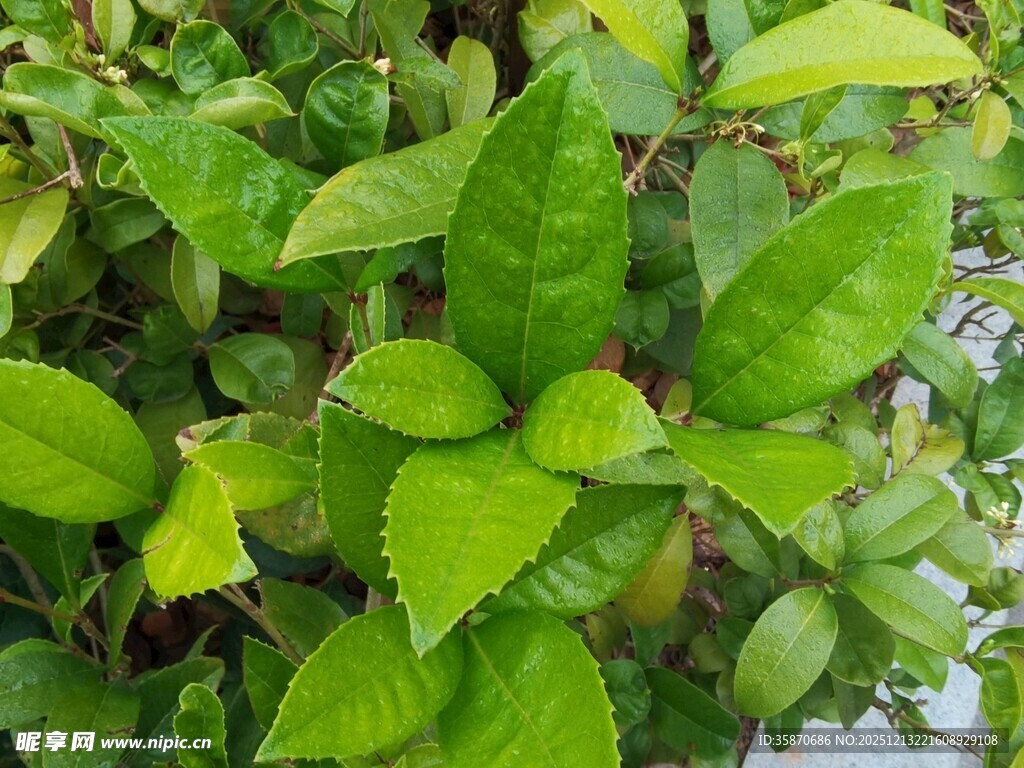 翠绿叶片的植物特写