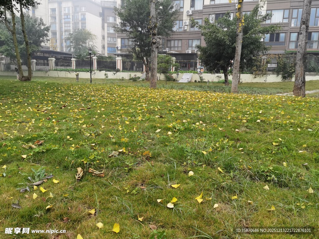 春日草地黄花绽放