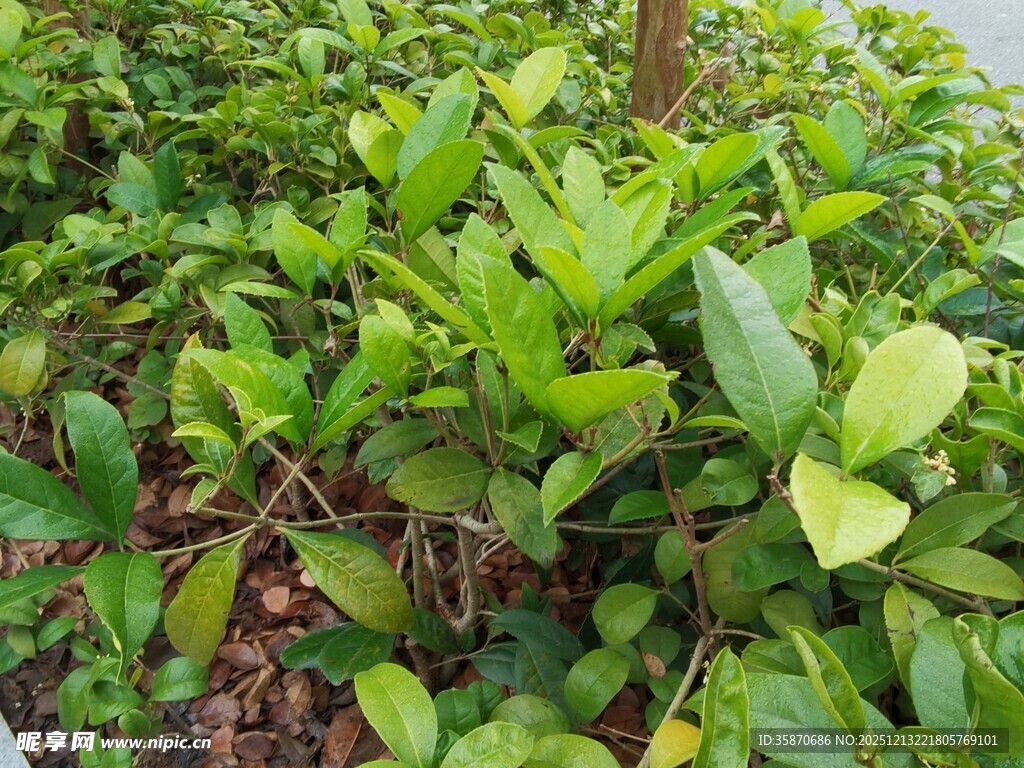 翠绿繁茂的绿植景观