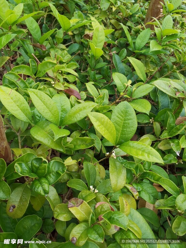 翠绿繁茂的绿植景观