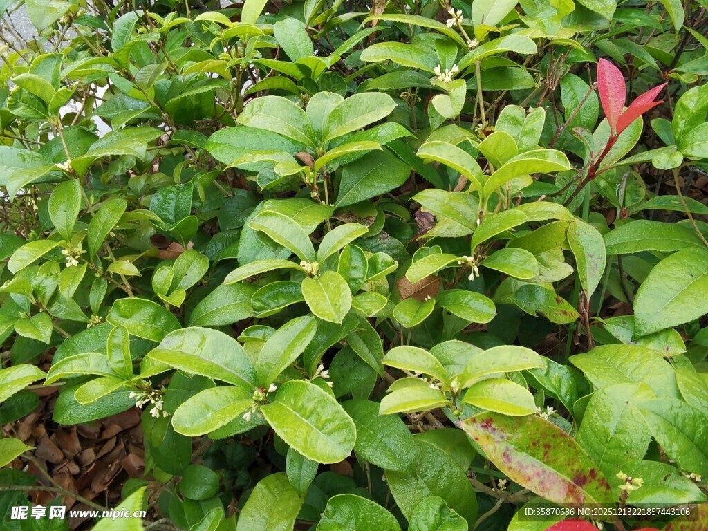 翠绿繁茂的绿植景观