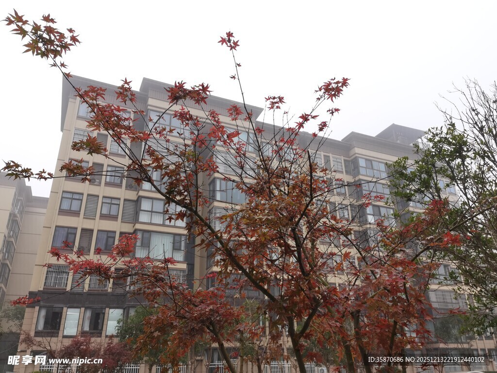 秋日楼前红枫景致