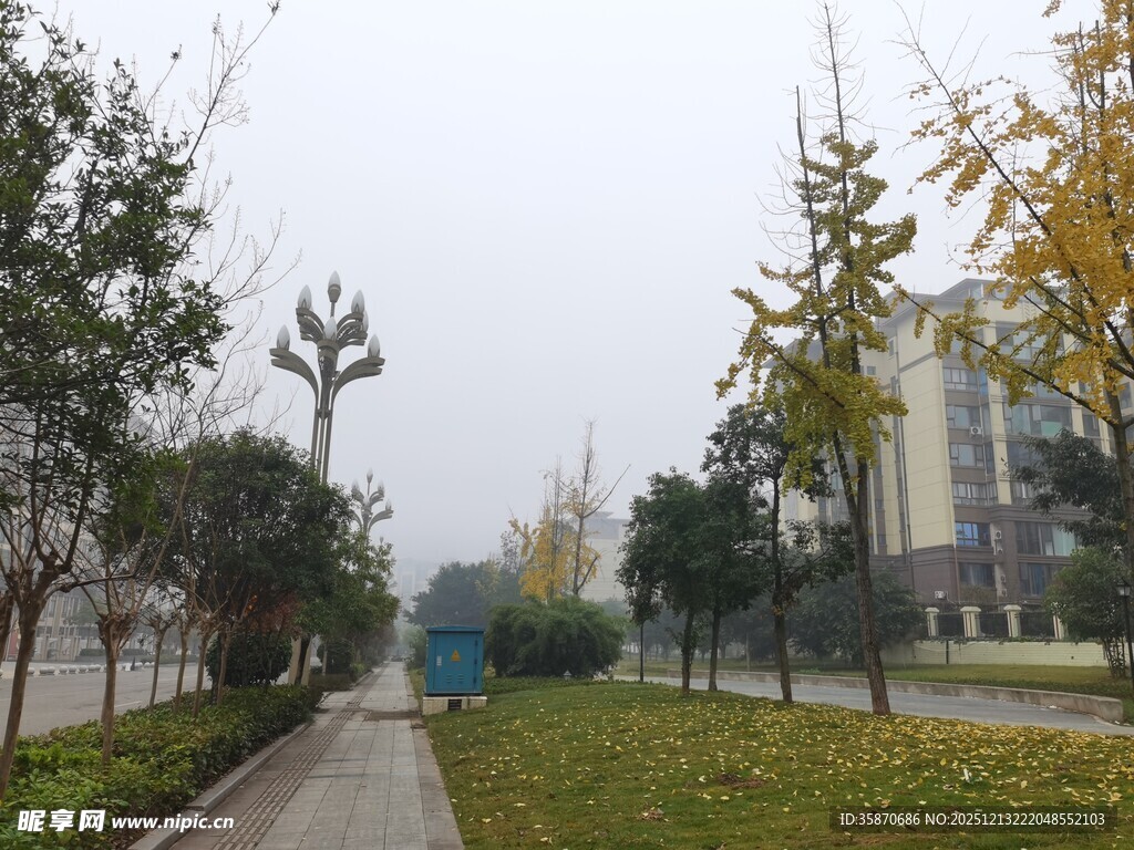 雾中校园小路景色