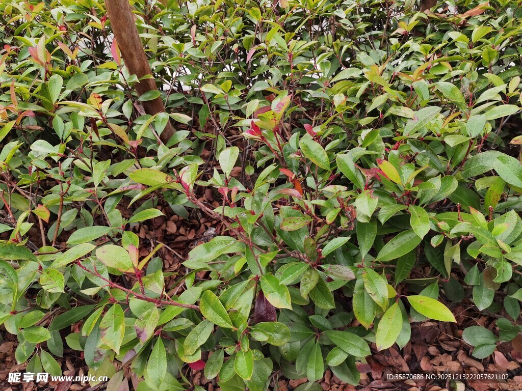 茶园中的嫩绿茶树