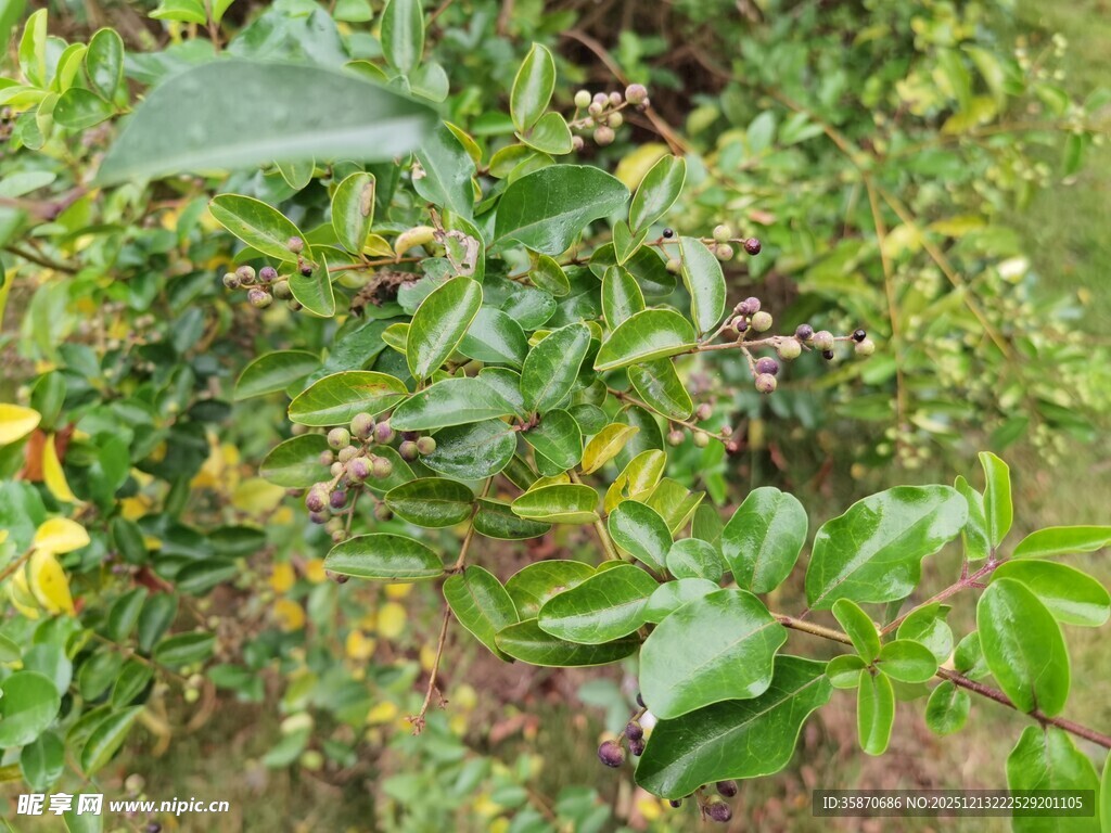 绿叶繁茂的植物景象