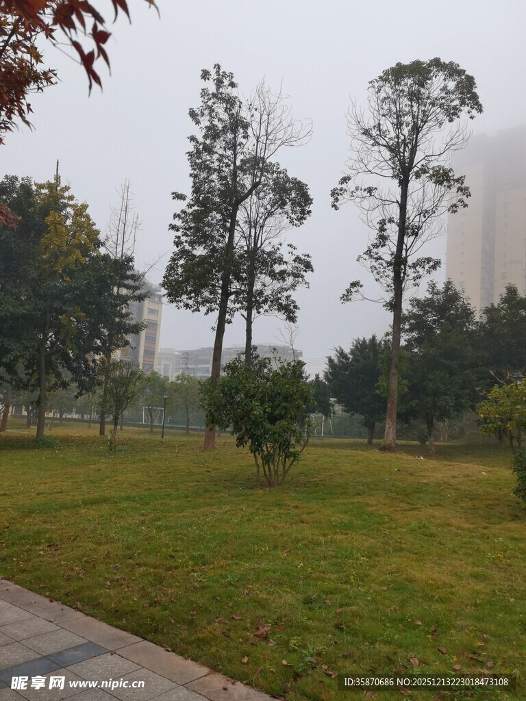 雾中公园草地树木景观