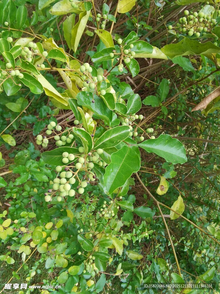 绿叶间的白色小花