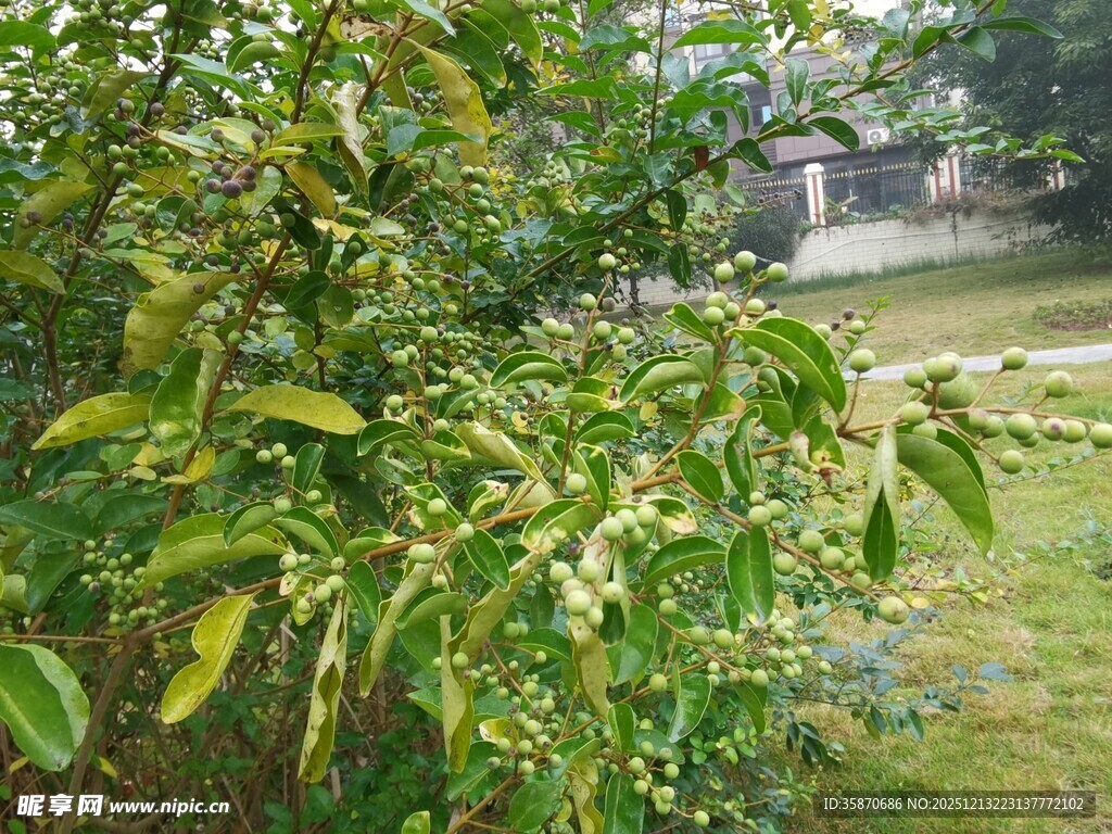 绿叶繁花的繁茂植物