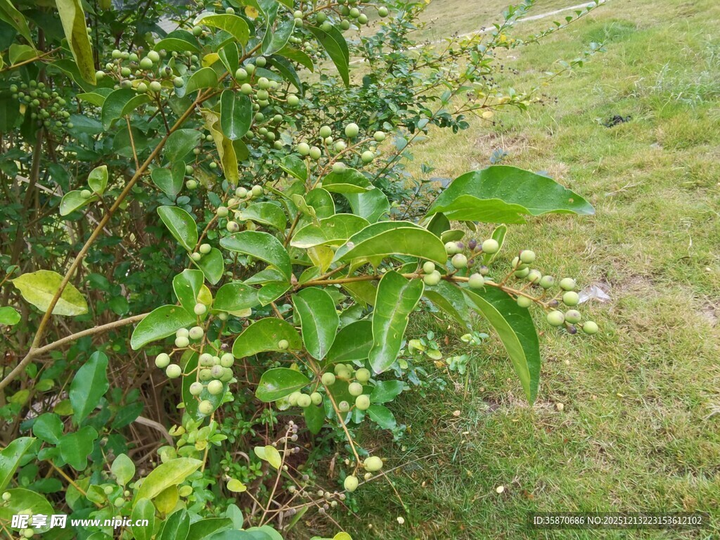 绿叶间的白色小花