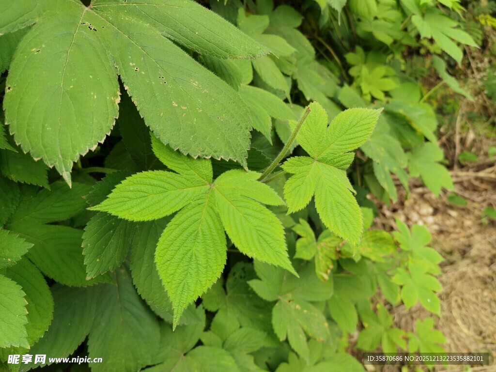 翠绿繁茂的藤蔓植物