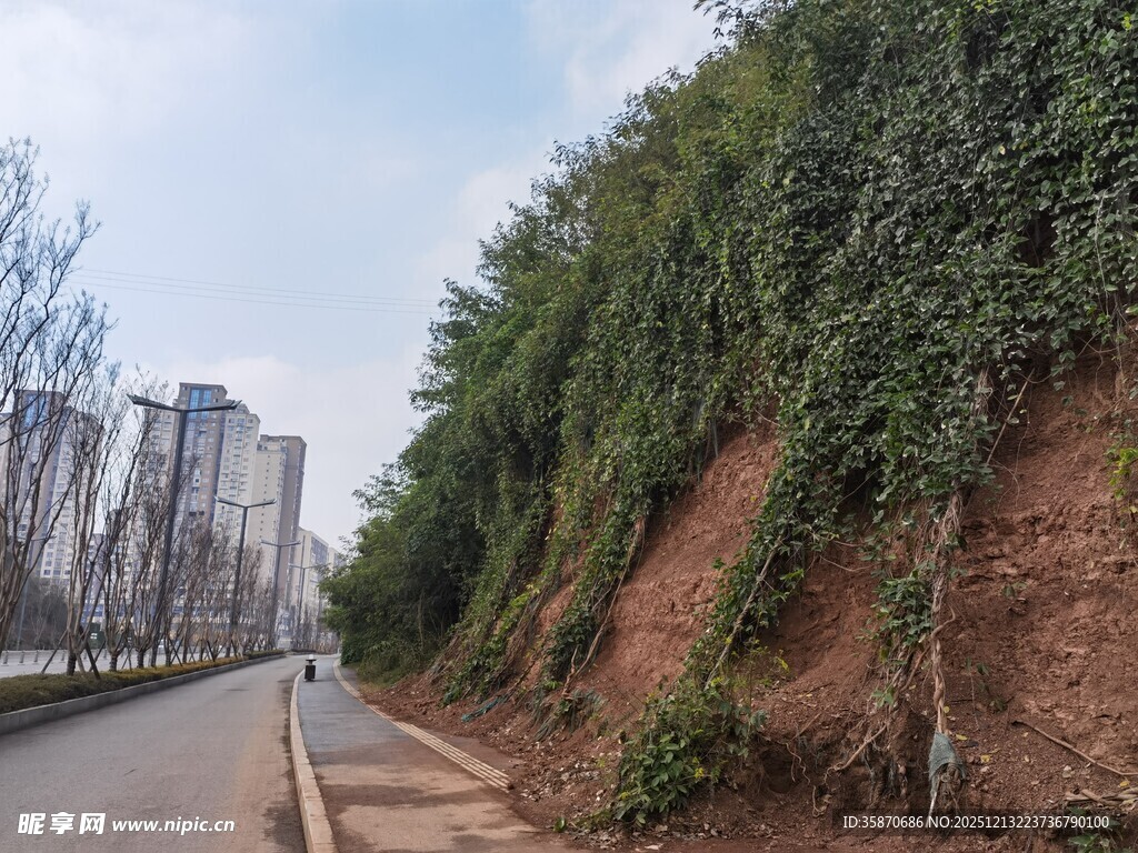 路边葱郁绿植覆盖的山坡