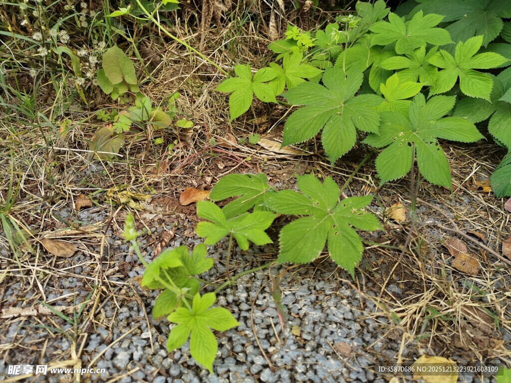 地面生长的嫩绿植物