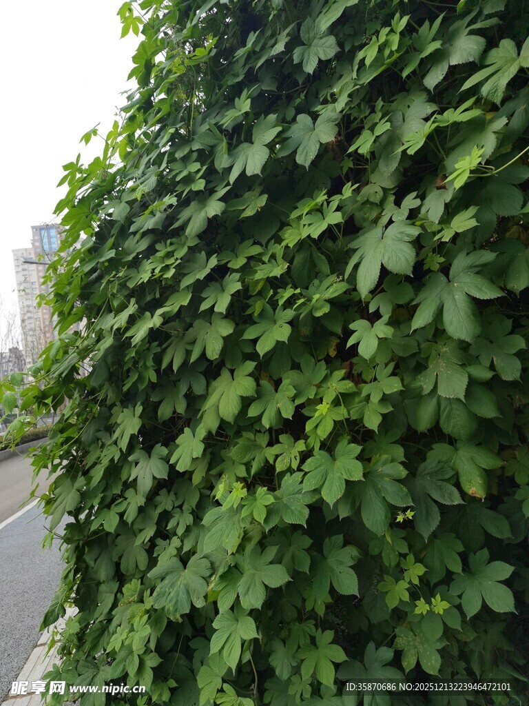 绿叶满墙的生机景象